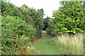 Footpath on the common