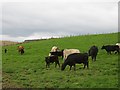 Cattle, Upper Carlestoun