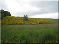 Gorse covered hillside at Grantshouse