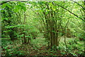 Coppicing by the Wealdway