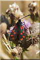 Six-spot Burnet (Zygaena filipendulae), Freshfield