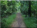 Woodland near Old Ferry Drive