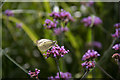 White Butterfly in Walled Garden, Wimpole Hall, Cambridgeshire