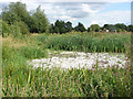 Dried up  pond