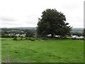 Tree, Carrickmore