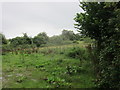 Rough grazing adjacent to East Dundry Road