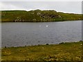 HU2157 : Whooper Swans On Ness Loch by Rude Health 
