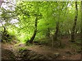 Footpath, Hadborough Plantation