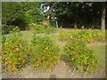 Rosebeds in Princes Park