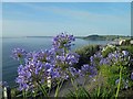 SW8131 : Agapanthus on Cliff Road Falmouth by Steve  Fareham