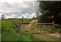 SS9528 : Gate by Hadborough Plantation by Derek Harper