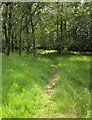 Footpath, Hadborough Plantation