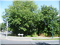 Looking across to woodland alongside London Road, North Cheam