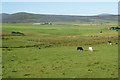 Grazing land at Heddle