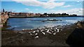 NT9952 : The River Tweed at Berwick and swans by Graham Robson
