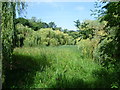 Pond in Nonsuch Park