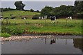 Mid Devon : Cattle & The River Culm