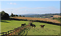 Fields by Newhouse Farm