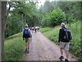 Track Through West Wood