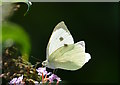 SU6774 : Male Large White butterfly (Pieris Brassicae) by Edmund Shaw
