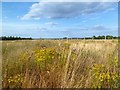 Edge of Chalgrove Airfield