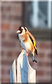 Goldfinch (Carduelis carduelis)