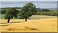 NT8532 : Field of oats, Pawston by Richard Webb
