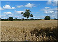 Wheat field on the edge of Witherley