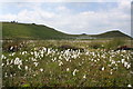 SE0150 : Cotton Grass on Skipton Moor by Roger Templeman