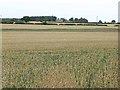 Field of wheat, North Lingy Moor Farm