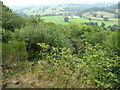 Steep woodland beside the Llwybr Maelor Way