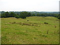 Grazing field by Flannog Farm