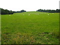 Grazing field from the Llwybr Maelor Way