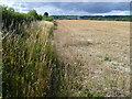 Field alongside Ladds Lane