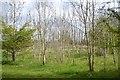 Ash seedlings, Arrow Valley Park, Washford, Redditch