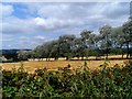 A line of trees planted at the field margin near East Churchill Grounds Farm