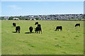 Cows on the edge of Kirkwall