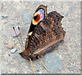 J4158 : Peacock butterfly, Saintfield by Albert Bridge