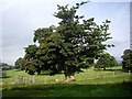 A mature parkland tree