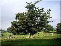 NY9923 : A mature parkland tree by Stanley Howe