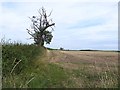 Field and hedgerow, Deighton.