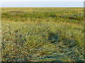 TF6229 : Salt marsh near Peter Black Sand by Mat Fascione