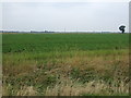 Crop field west of the B1397