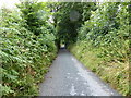 The lane to Lawrenny Newton