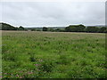 Clover field at Big Pencoed farm