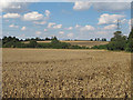 Wheat field near Thurston