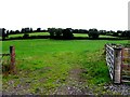 An open field, Racane