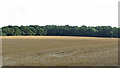 Recently harvested wheat field near Shinborough Farm, Blackmore End, Wethersfield