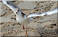 J4774 : Juvenile black-headed gull, Kiltonga, Newtownards (2) by Albert Bridge