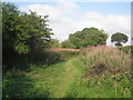 SE9431 : Footpath and rosebay willow herb by Jonathan Thacker